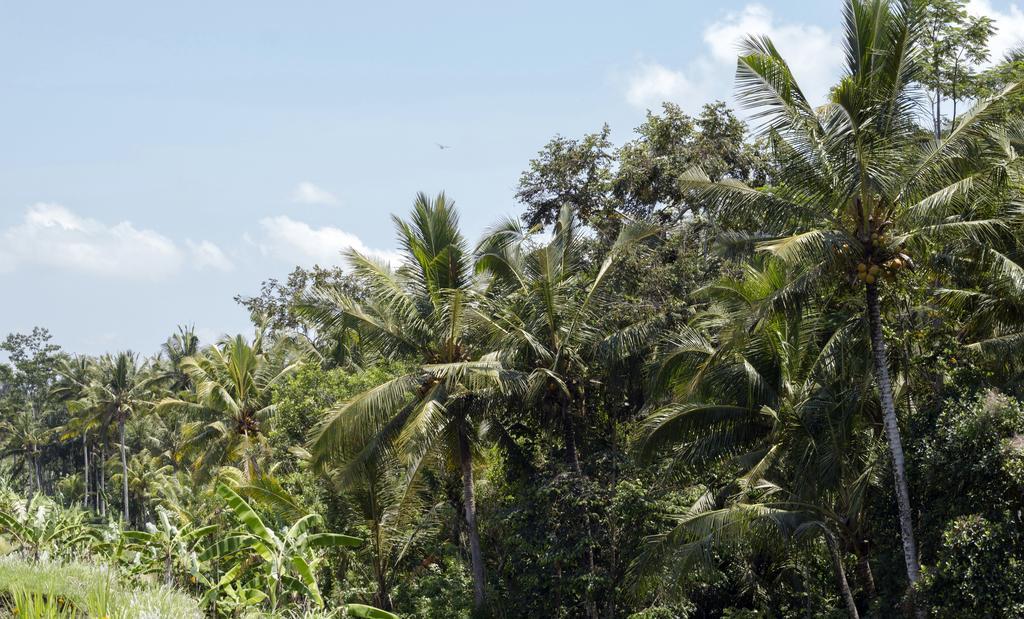 Graha Rusni Villa Ubud Exteriör bild